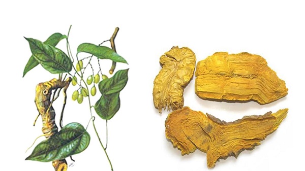 công dụng của cây hoàng đằng