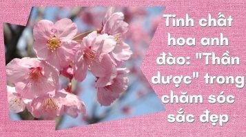 Tinh chất hoa anh đào